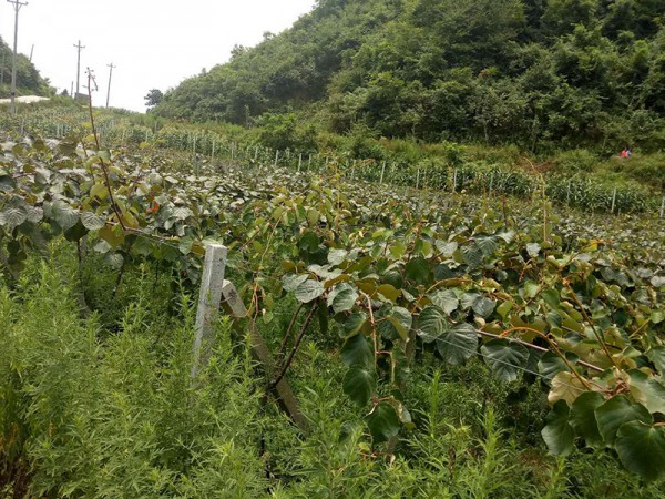 百香果、獼猴桃及香菇產(chǎn)業(yè)的指定廠家